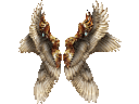 Heavenly Wings